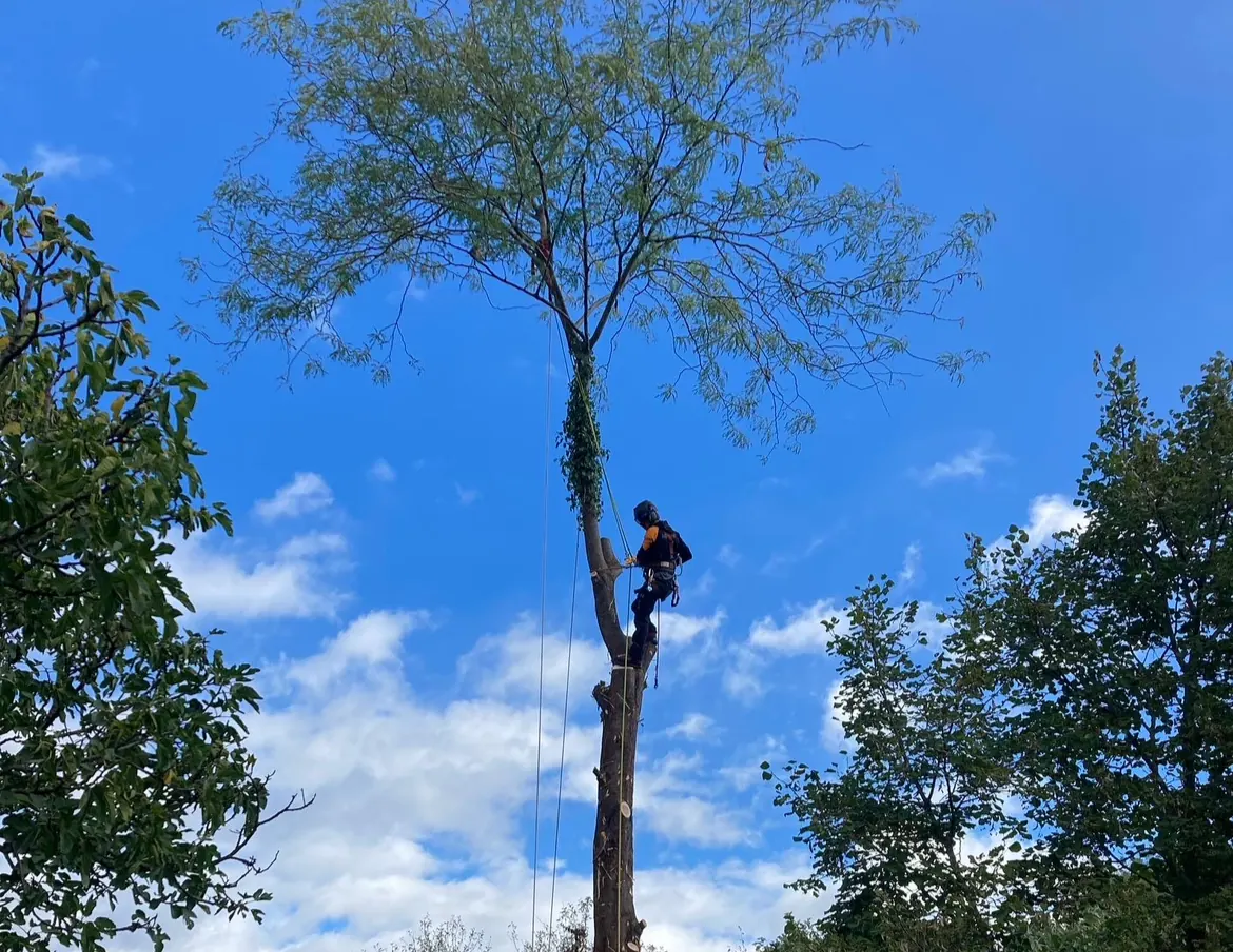 Grimpeur-élagueur en action au sommet d'un grand arbre